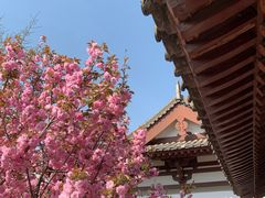 -西安青龙寺遗址景区