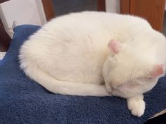 -有猫主题·治愈系猫咖(曾厝垵店)