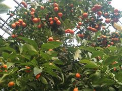 景点-呀路古热带植物园