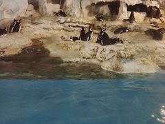 -帝企鹅自助餐厅•儿童岛•真企鹅(长隆企鹅酒店)