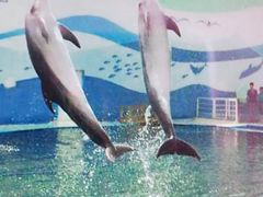 -北戴河圣蓝海洋公园