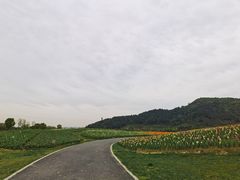 -径山花海