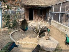 -上方山森林动物世界