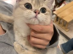 -飞行喵MR PILOT|猫舍·猫咖(静安大融城店)
