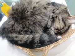 -安格丽娜·狗咖·猫咖羊驼咖(春熙路百盛商场店)
