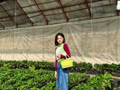 -昌平兴寿秀秀草莓采摘园