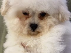 -钦宠·猫咪售卖·洗护·寄养(东圃旗舰店)