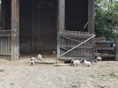 -田园东方蜜桃村的田野营地