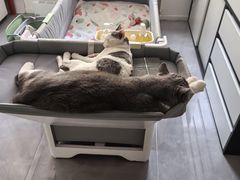 -猫十亿·布偶金渐层·曼基康矮脚猫舍(青年路店)