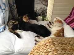 iphone_upload_pic-Sirena海妖日咖夜酒