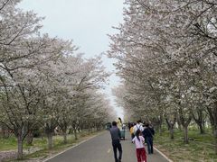 -天王浮山樱花园