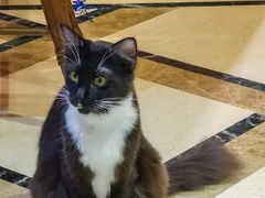 -猫色咖啡·猫咖