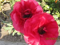 -上海市龙华烈士陵园