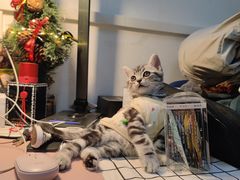 -喵zoo家庭繁育猫舍(尖东智能花园店)