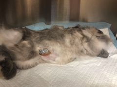 -艾贝尔宠物医院·24H转诊中心·肿瘤猫专科(江宁双龙店)