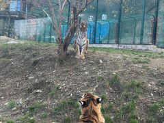 -栾川竹海野生动物园