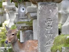 -奈良公园