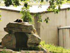 -卧龙中华大熊猫苑神树坪基地