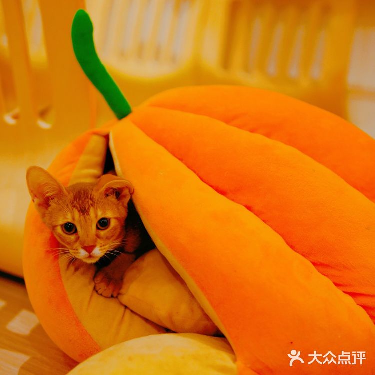 帕贝斯特猫花园|埃及艳后的万圣夜🎃🎃