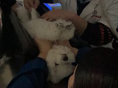 -特一安24小时宠物医院·骨科·中兽医