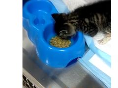 -艾贝尔宠物医院·24H转诊中心·肿瘤猫专科(江宁双龙店)