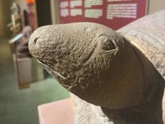 -吴哥国家博物馆