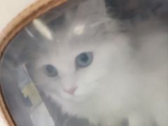 -纳吉亚猫专科动物诊疗中心(蒋宅口分院)