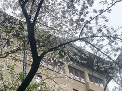 -武汉大学-樱园
