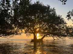 -宝安西湾红树林湿地公园