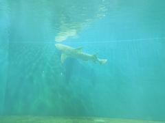 -北戴河圣蓝海洋公园