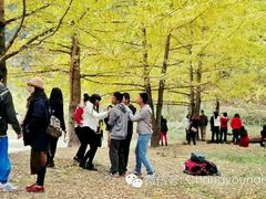-南雄冯屋银杏山庄