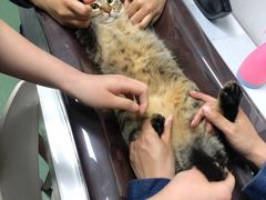 -伟伟宠物医院·CT影像中心·瑞派犬猫综合性门诊(汉口总院)