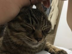 -瑞派宠物医院·内科·软组织·绝育中心(沈阳八纬路分院)
