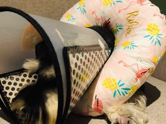 -1013 PET SHOP 宠物商店(近铁城市广场店)
