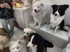 -汪说·狗咖·拼豆·宠物周边DIY(旺城大厦店)