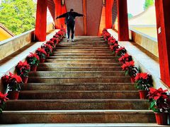 -深圳仙湖植物园