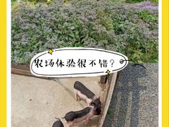 -前小桔亲子创意农场·草莓采摘·露营烧烤