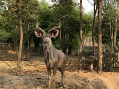 -清迈夜间动物园