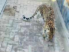 -青藏高原野生动物园