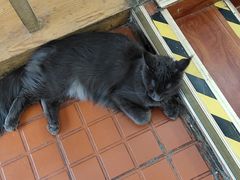 -猫小院猫主题咖啡厅(北锣店)
