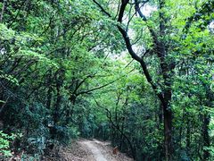 -西湖风景区十里琅珰-五云山