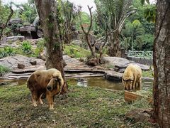 -海南热带野生动植物园