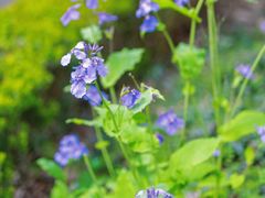 -上海佘山国家森林公园天马山园