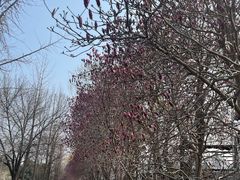 -洛阳市隋唐城遗址植物园