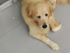 -江西阳明山国家森林公园