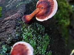 -海南热带雨林国家公园吊罗山景区