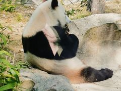 -武汉动物园