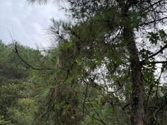 -铁山坪森林公园