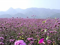 -紫云台香草园