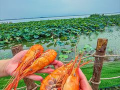 -七的湖·晚芳亭·阳澄湖农家菜·大闸蟹(莲花岛店)